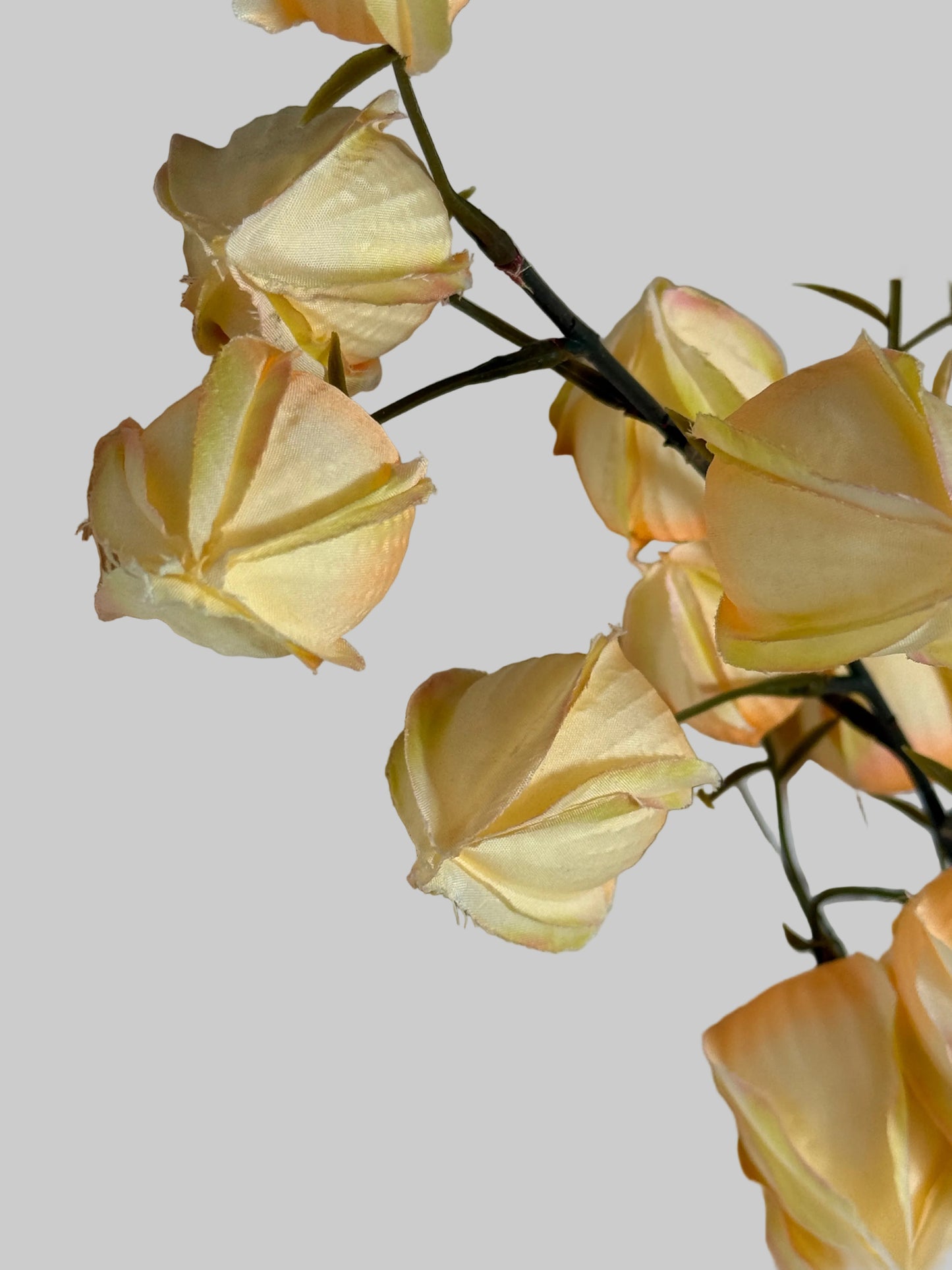 Chinese Lantern stem (yellow)