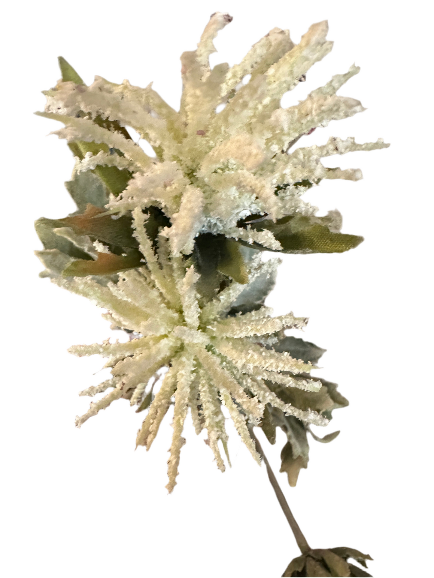 WHITE THISTLE WITH FOLIAGE STEM