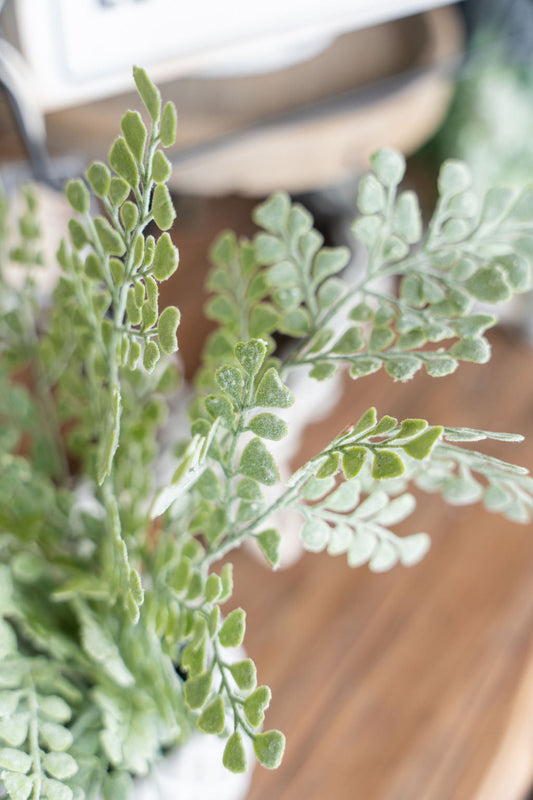 Maiden Hair Fern in Cement Pot
