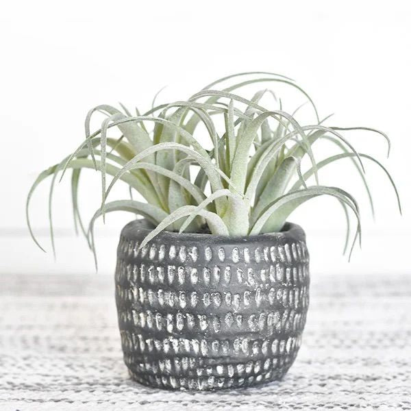 Faux Air Plant in black decorative Pot