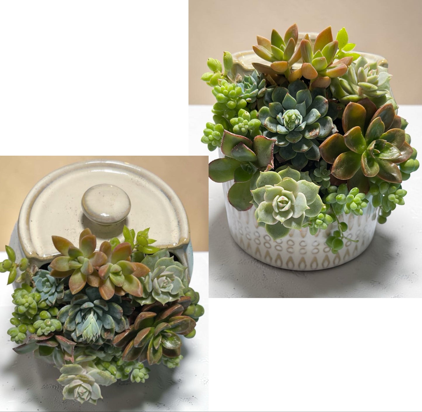 Repurposed Container -Planter