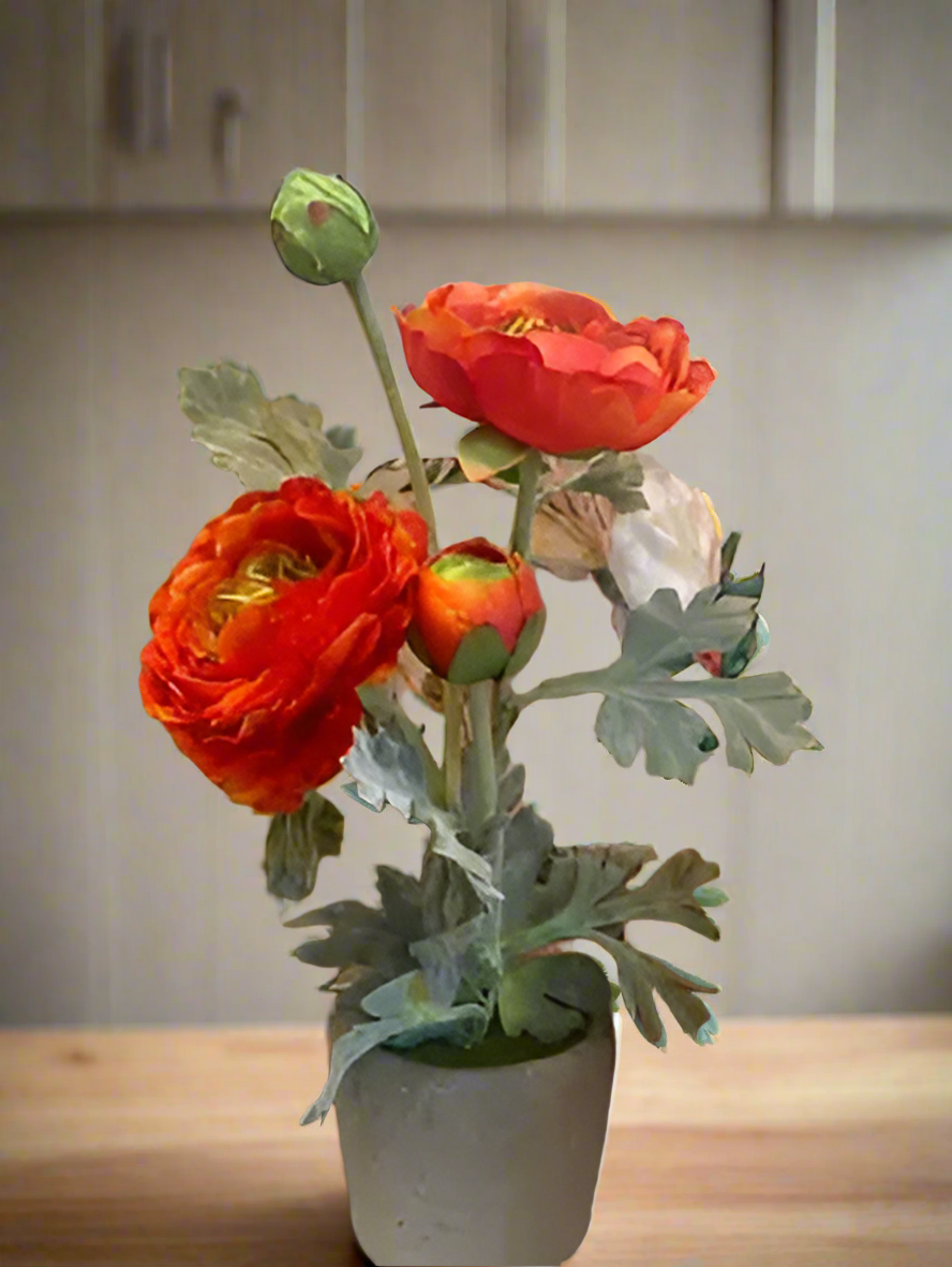 Orange Ranunculus in Pot