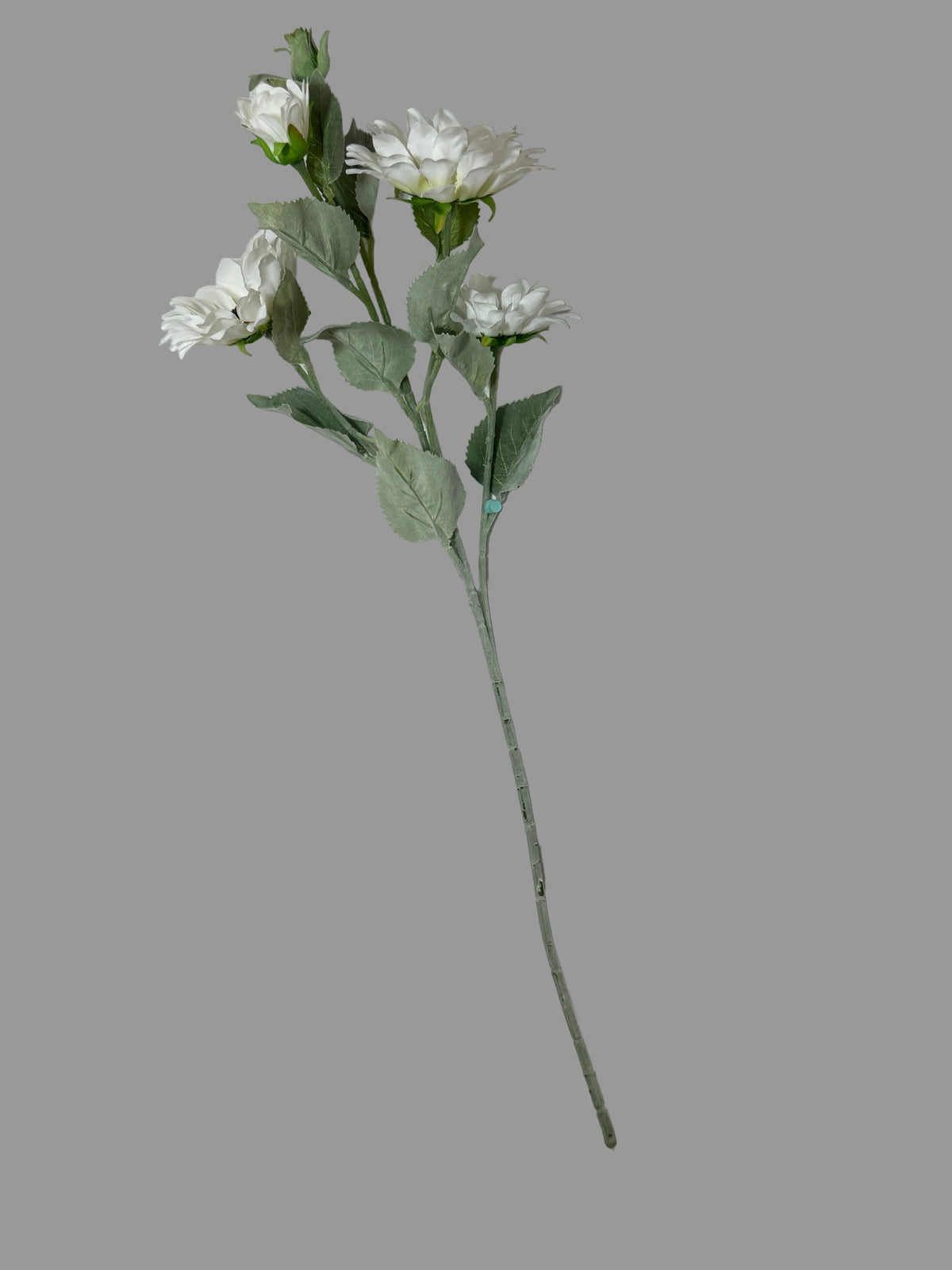 White Sunflower stem