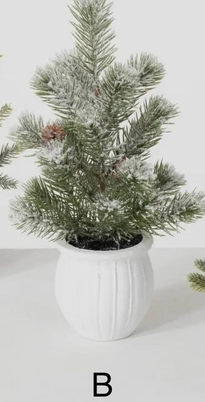 POTTED PINE TREE (3 options)