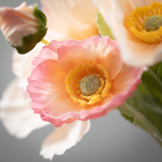 PEACH POPPY BUSH