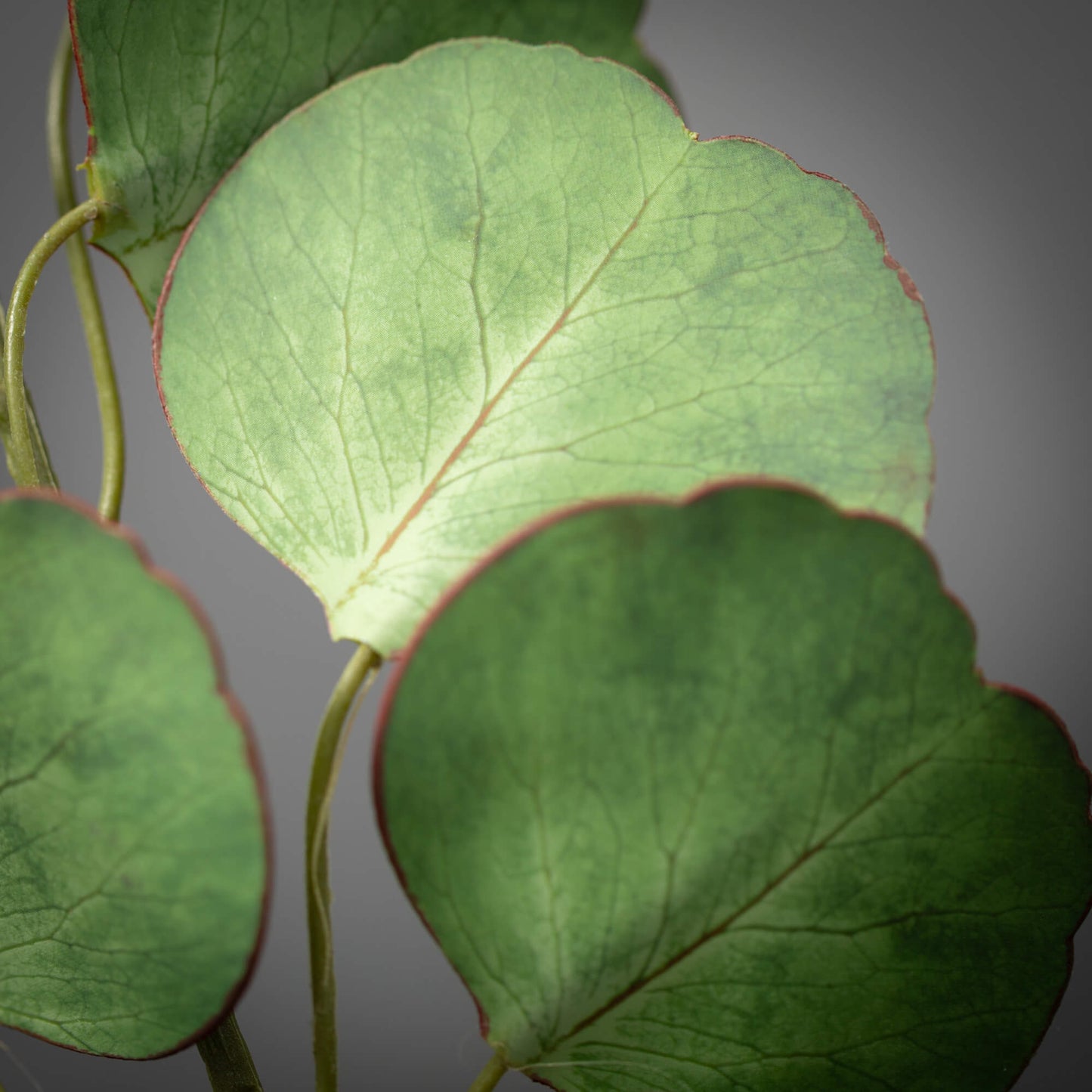 SILVER DOLLAR EUCALYPTUS