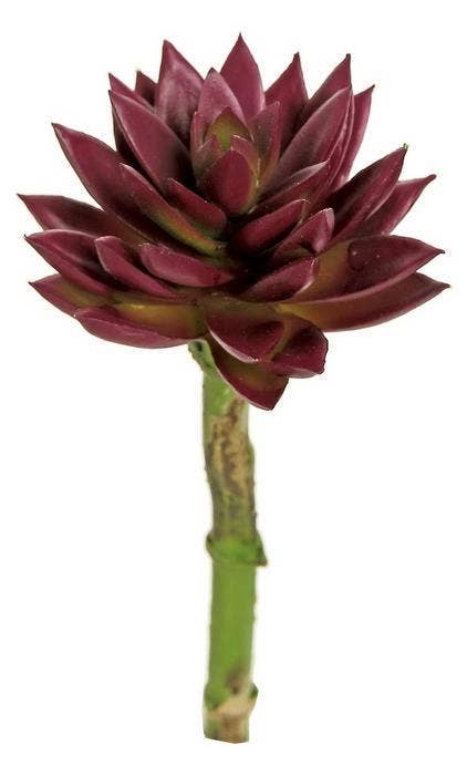 Sharp Leaf Succulent, 2.5", Burgundy