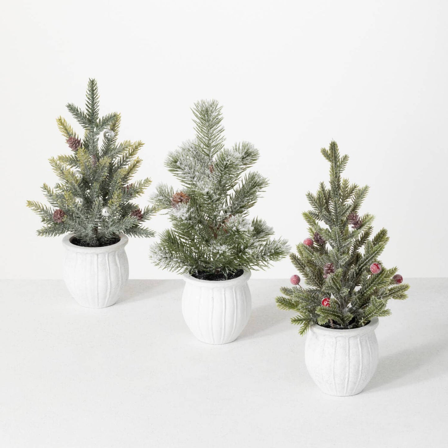 POTTED PINE TREE (3 options)