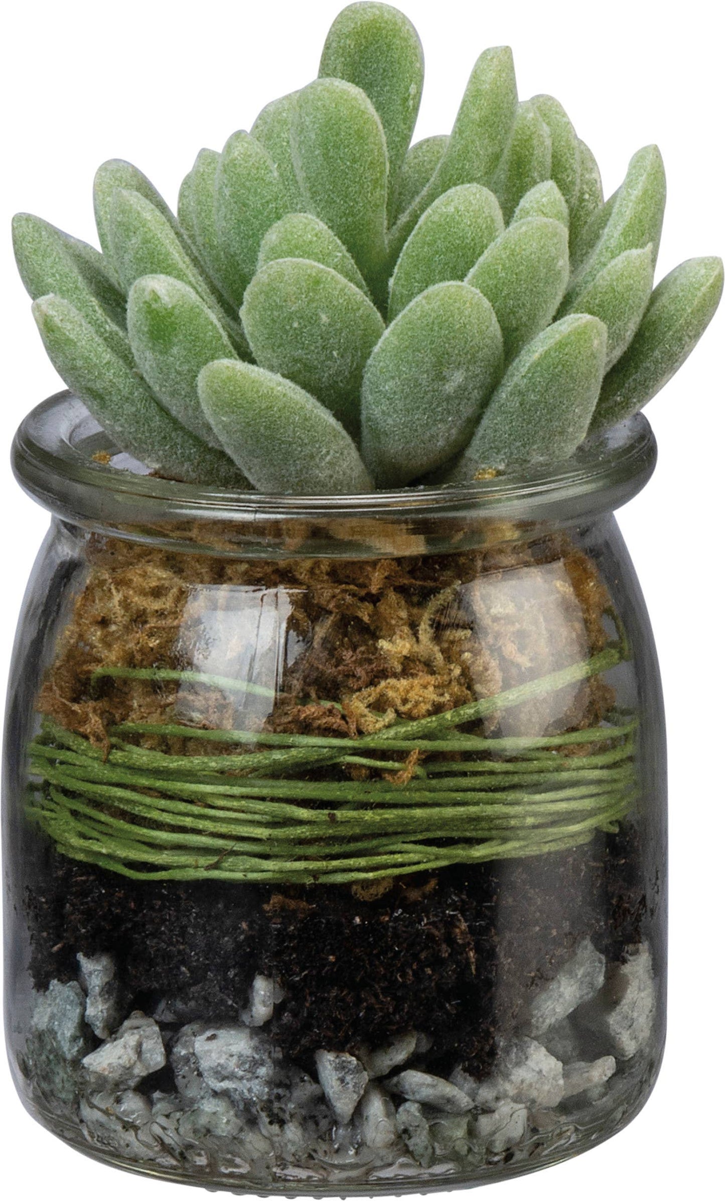 Echeveria Succulent in Jar