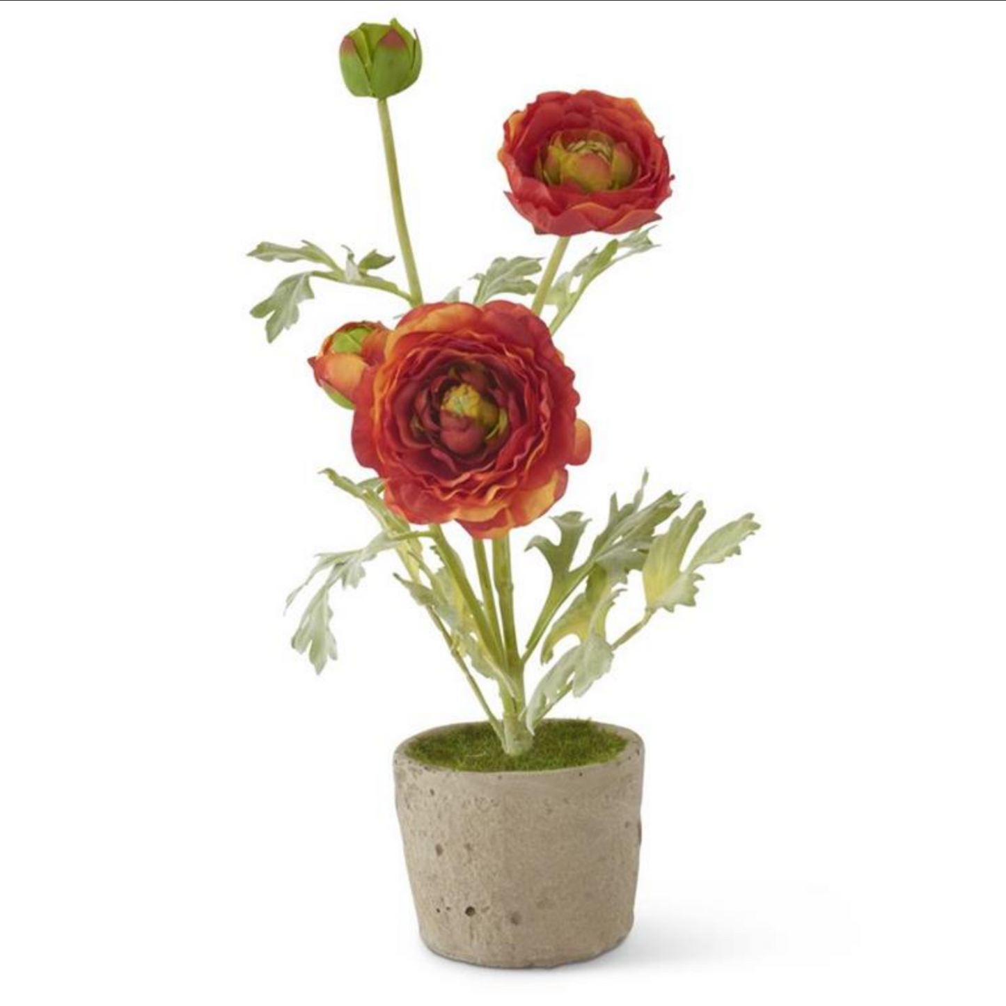 Orange Ranunculus in Pot