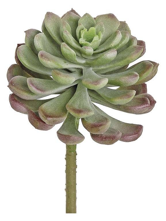 Echeveria Succulent, 4", Sage/Burgundy