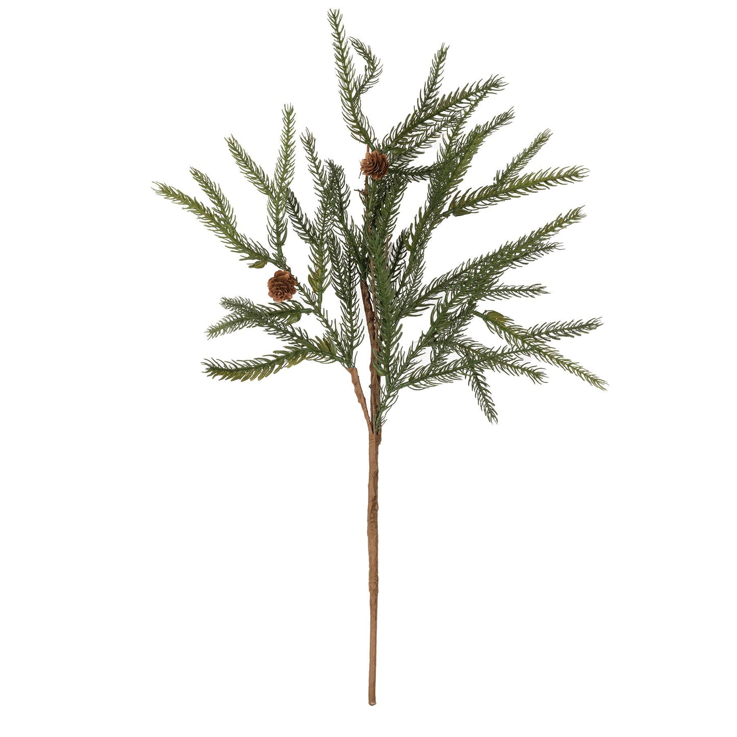 Norway Spruce Stem