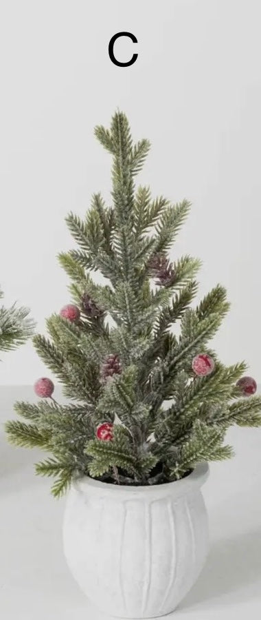 POTTED PINE TREE (3 options)