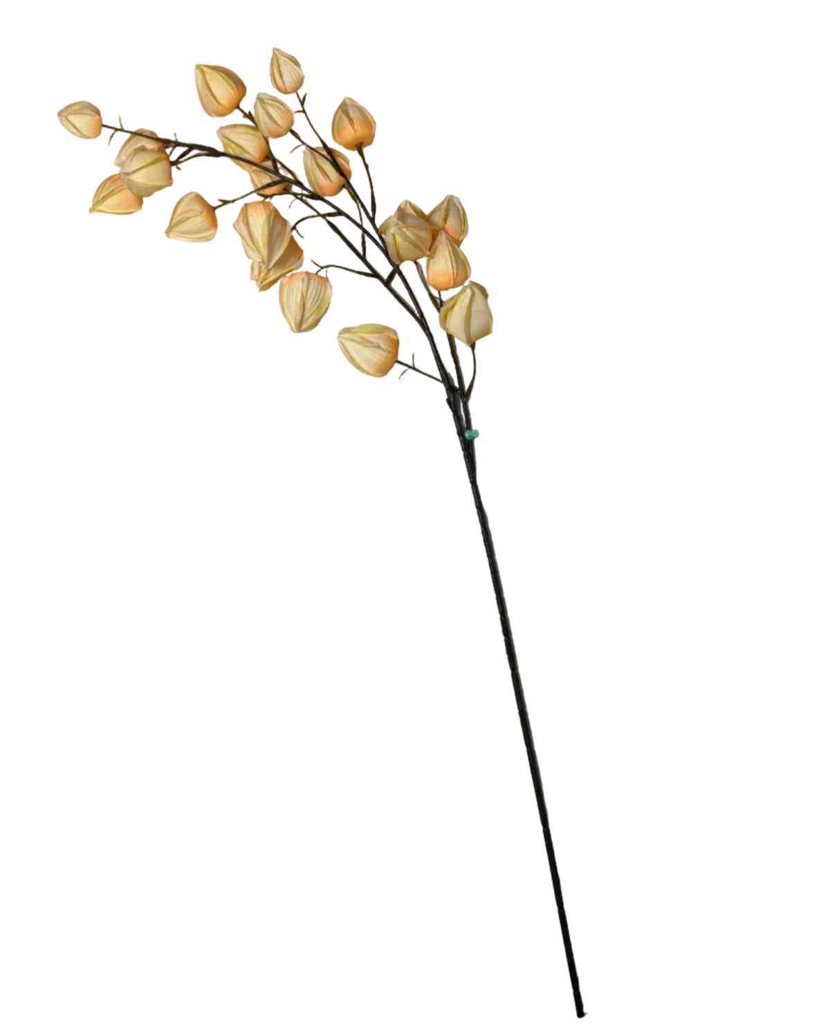 Chinese Lantern stem (yellow)