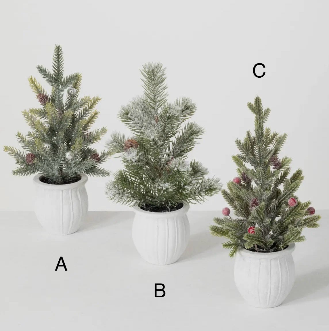 POTTED PINE TREE (3 options)