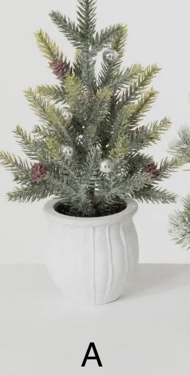 POTTED PINE TREE (3 options)