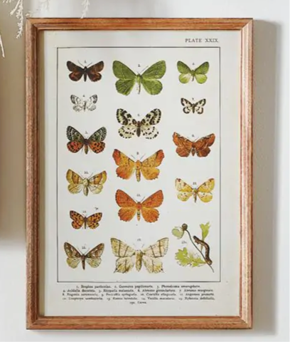 Framed Butterfly Chart Print