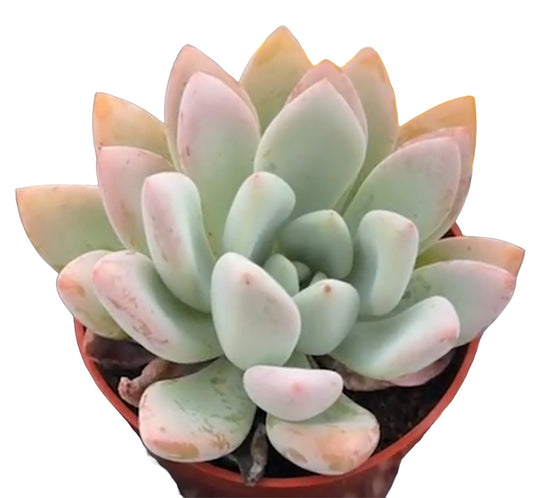 Echeveria Opalina 6inch