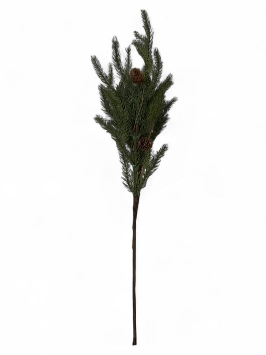 Norfolk pine stem 25”