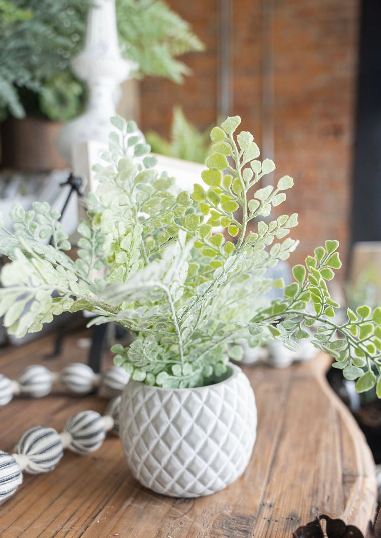 Maiden Hair Fern in Cement Pot