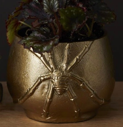 Cellar Spider - Pot or Vase