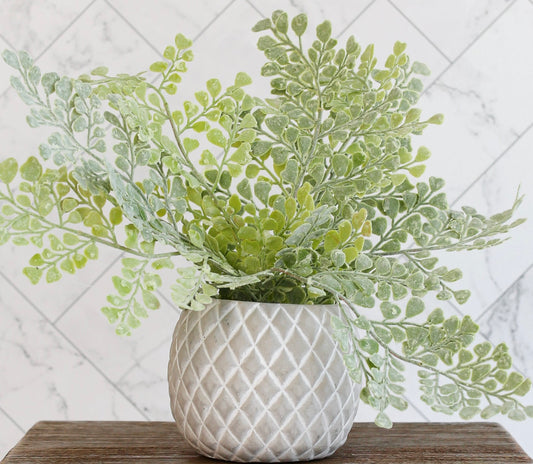 Maiden Hair Fern in Cement Pot