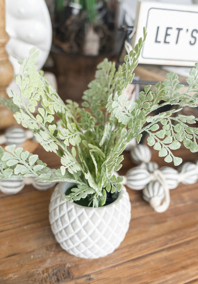 Maiden Hair Fern in Cement Pot