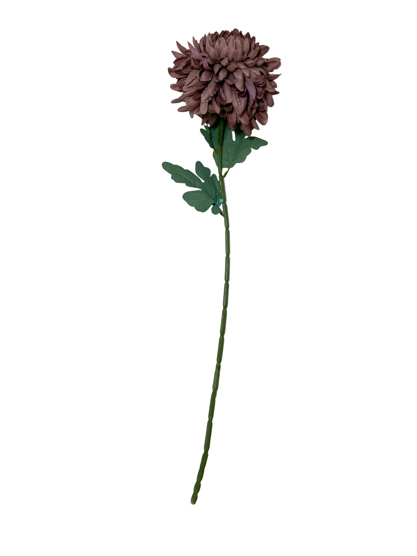 Mauve Chrysanthemum