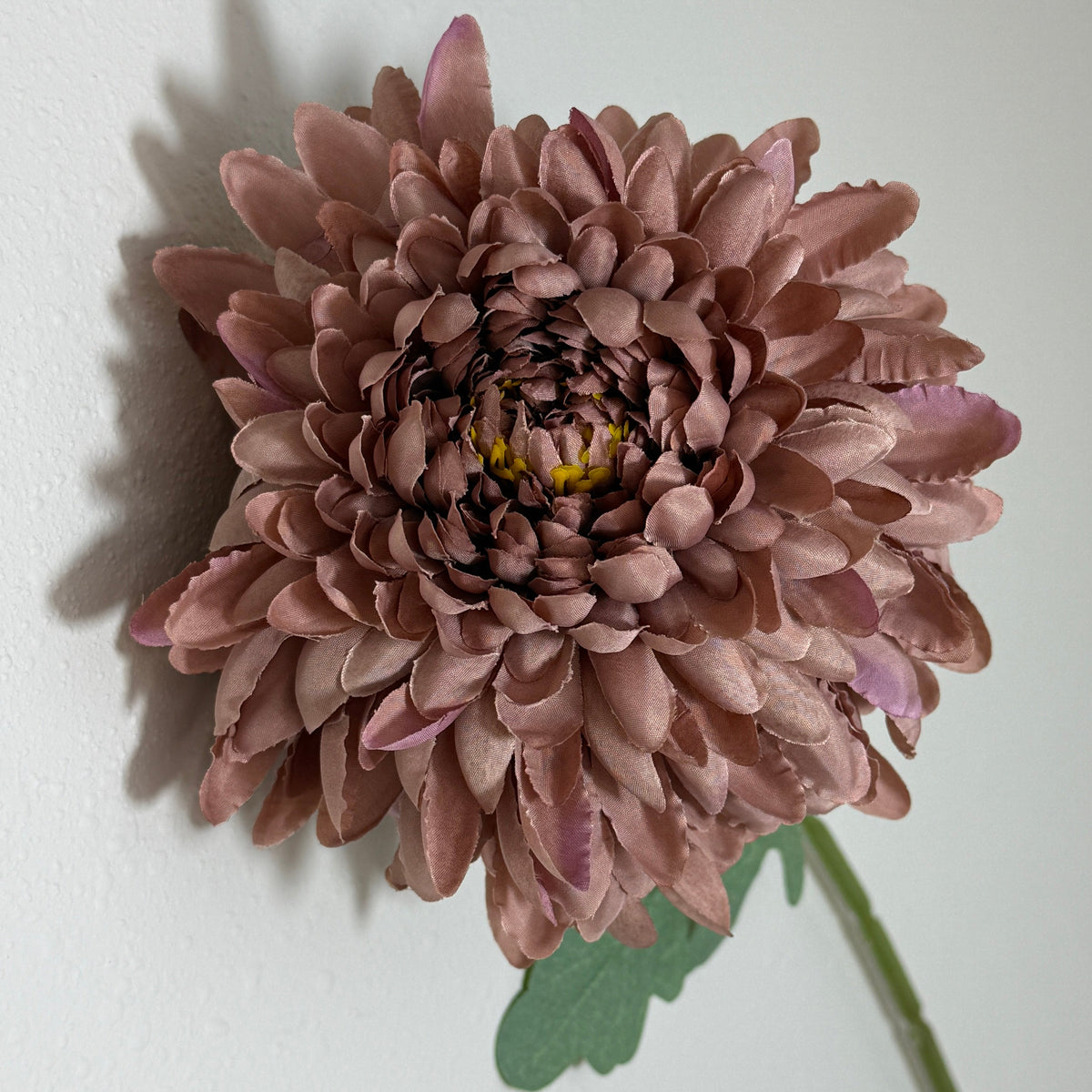 Mauve Chrysanthemum