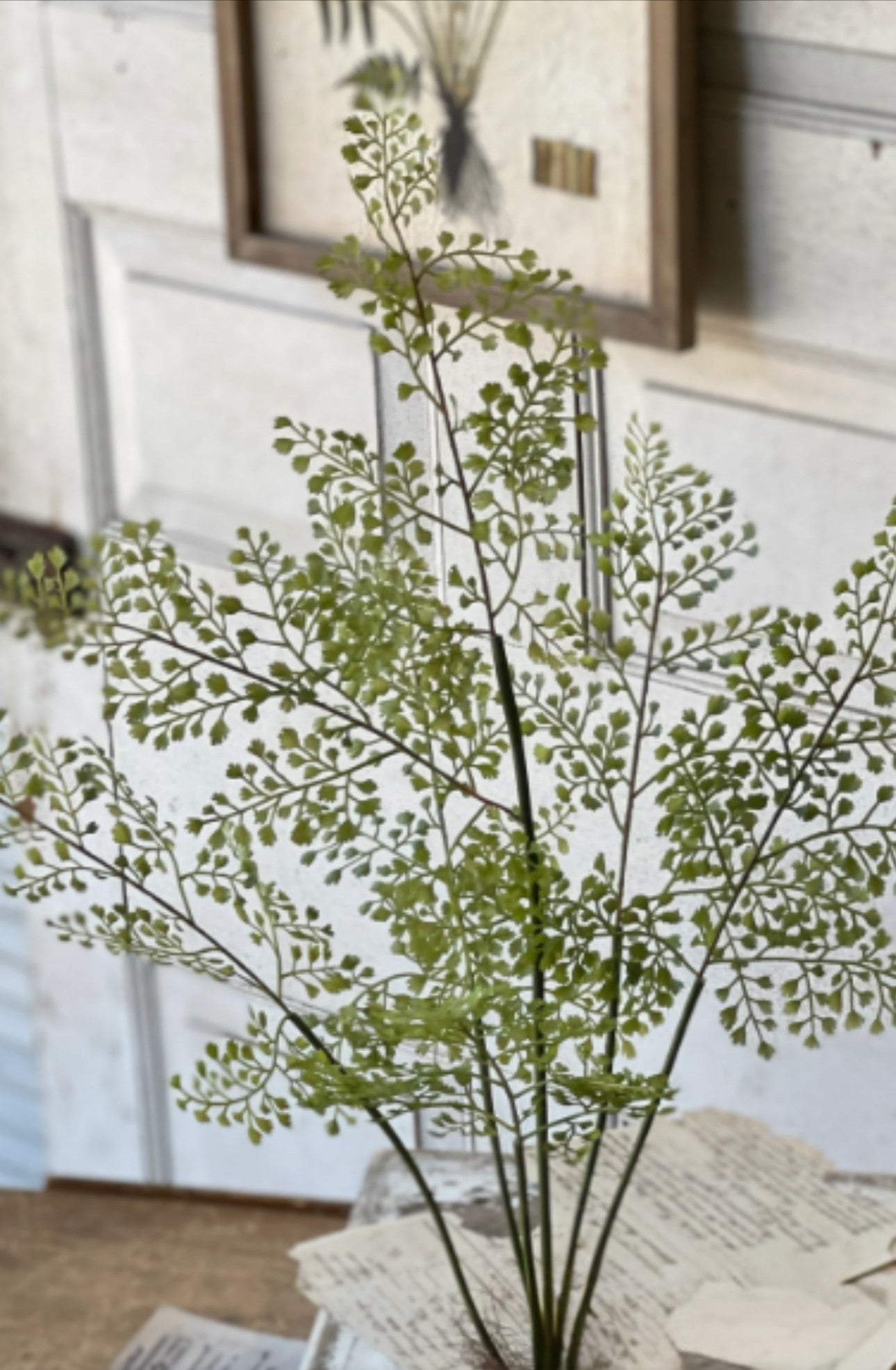 Maidenhair Fern in black pot