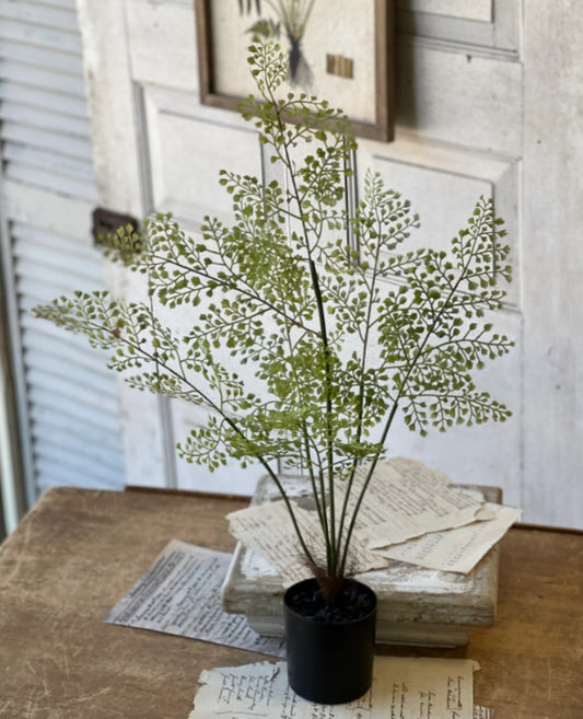 Maidenhair Fern in black pot