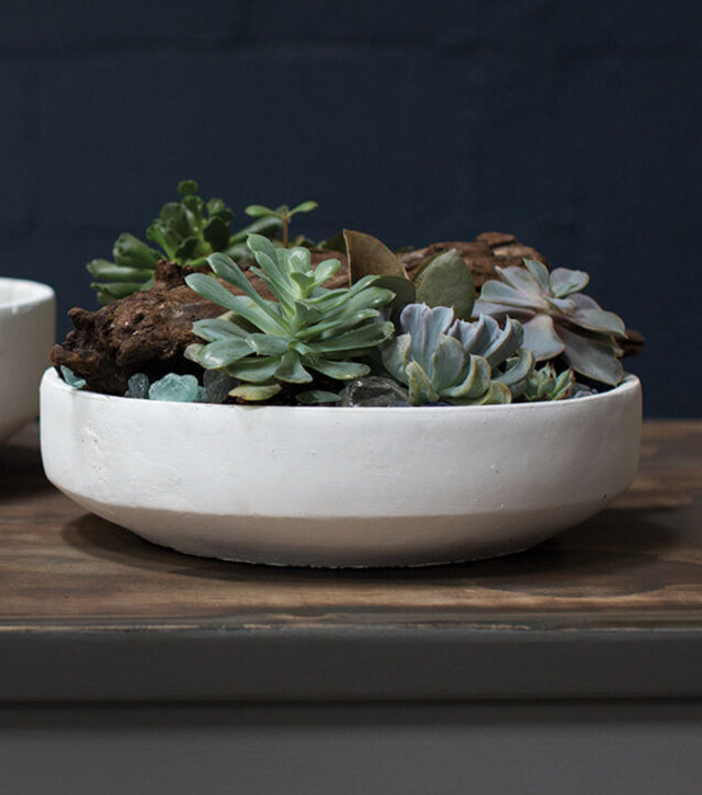 Zane Bowl