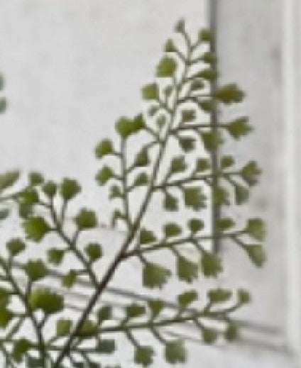 Maidenhair Fern in black pot