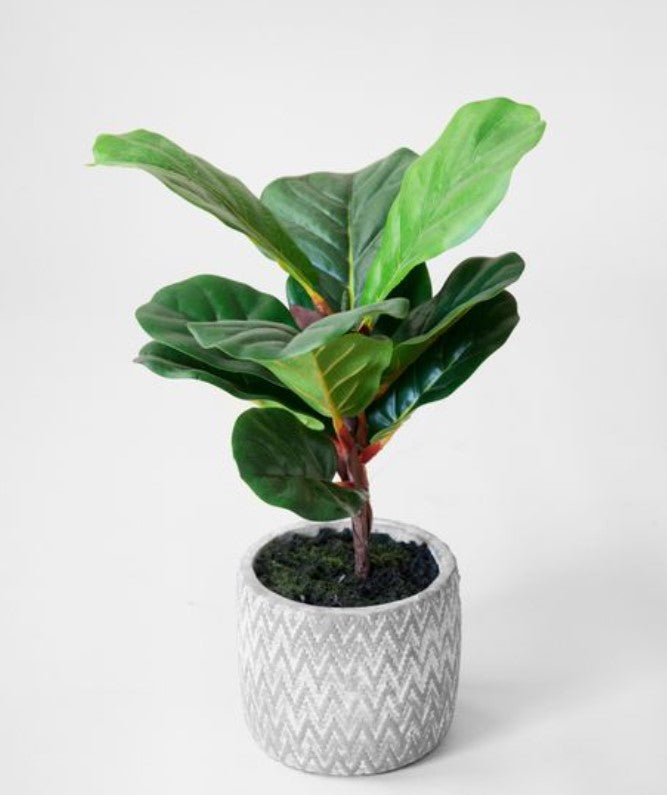 FIDDLELEAF TREE IN POT