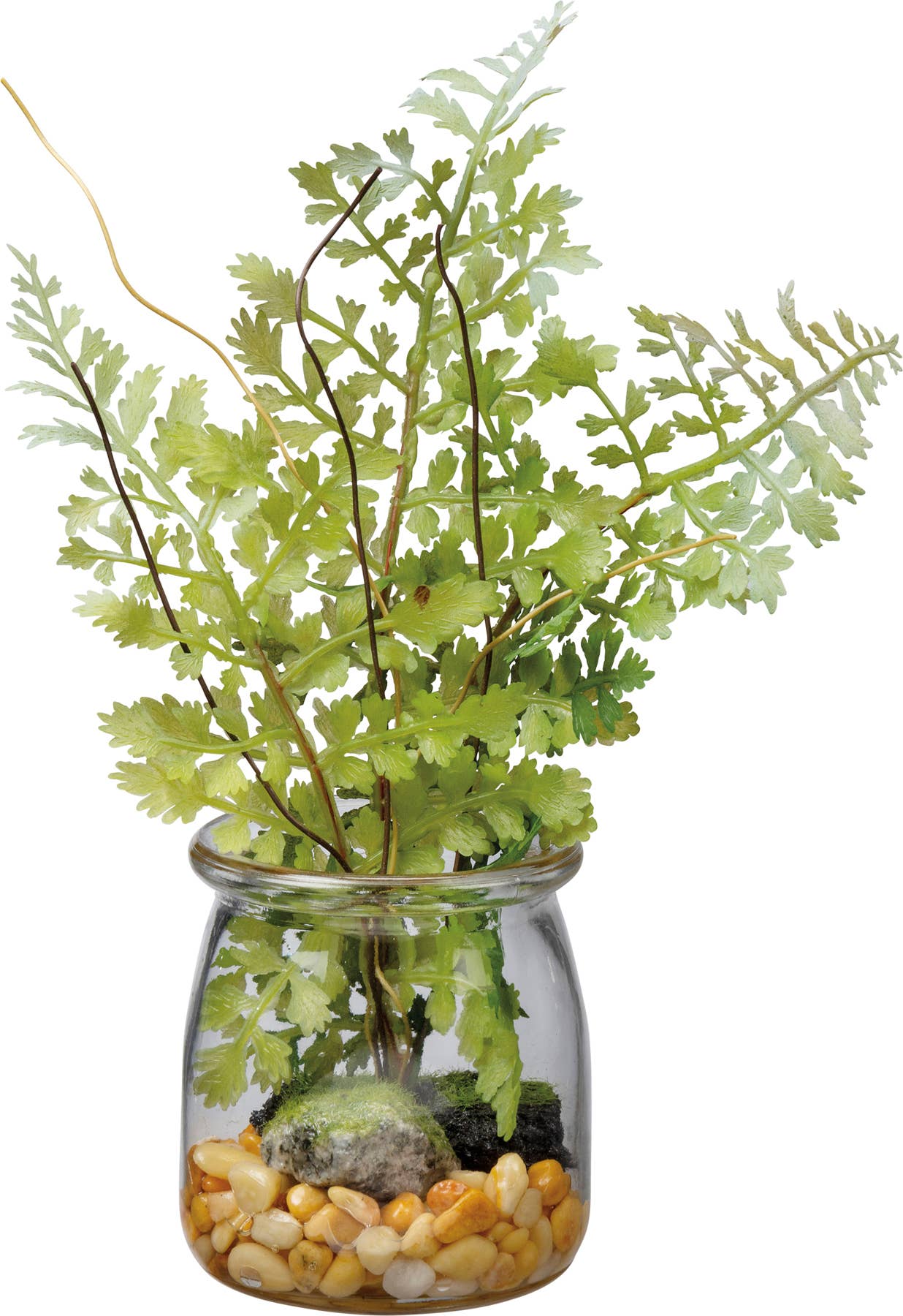 Maidenhair Fern - Small Jar