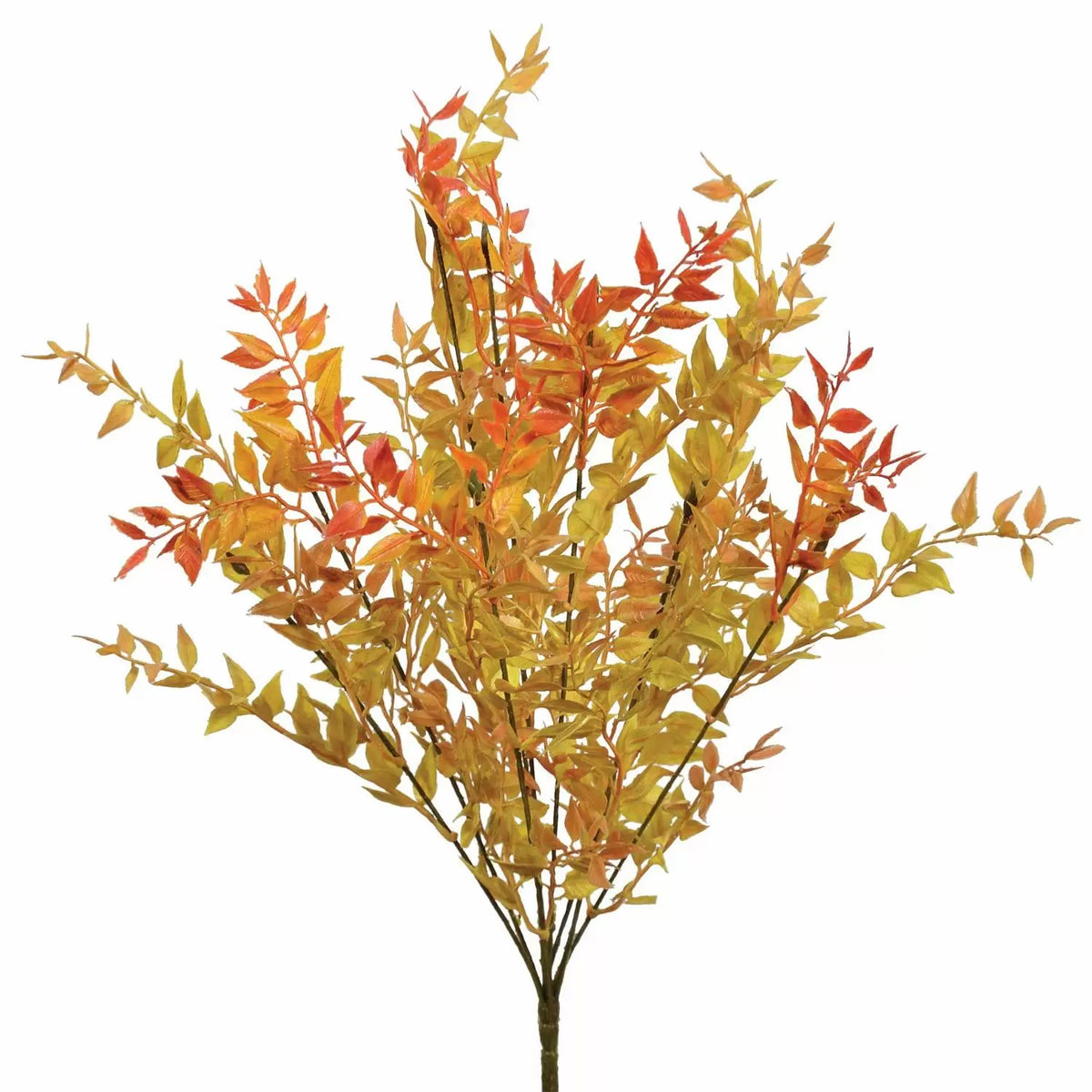 Mexican Fern Bush